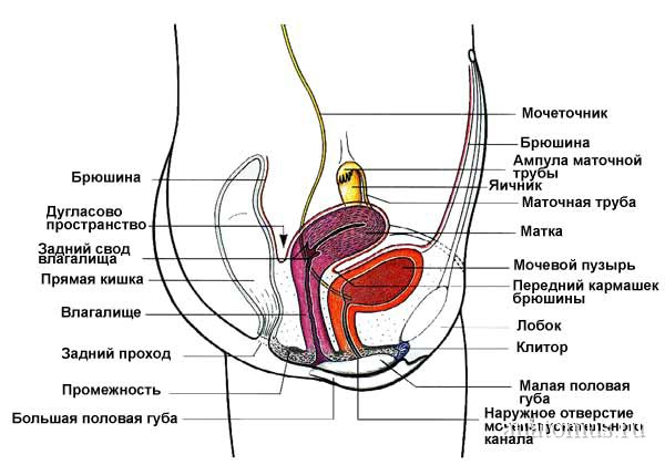Женские половые органы - женская половая система