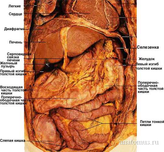 Расположение органов живота (вид спереди)
