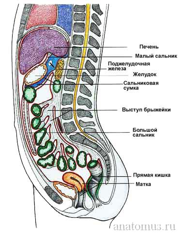 Расположение внутренних органов у женщины (вид сбоку)