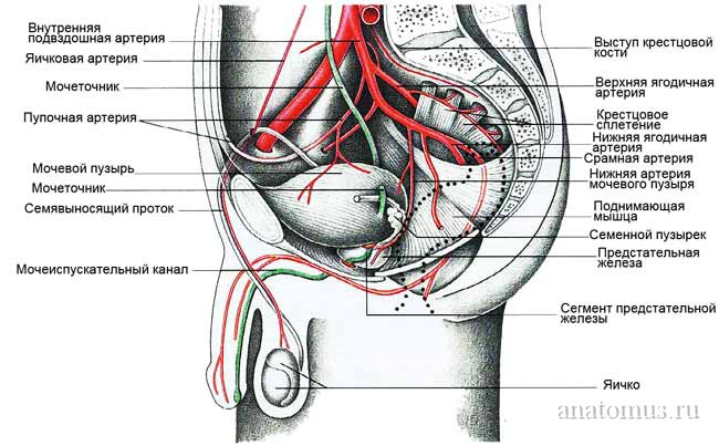 Расположение и кровоснабжение мужских половых органов