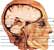 Головной мозг с черепно-мозговыми нервами