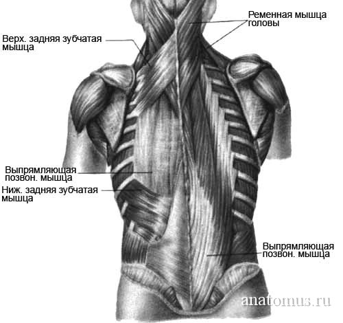 Глубокие мышцы спины