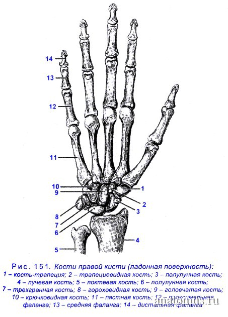 Кости в запястье руки. Кости запястья анатомия человека. Строение запястья руки человека кости. Кисть строение анатомия костей. Кости запястья анатомия строение.