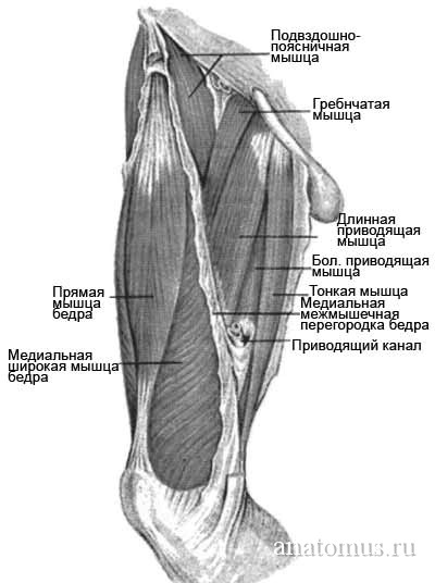 Гунтеров канал. Межмышечные перегородки бедра. Медиальная группа мышц бедра анатомия. Медиальное ложе бедра мышцы. Передняя межмышечная перегородка голени.