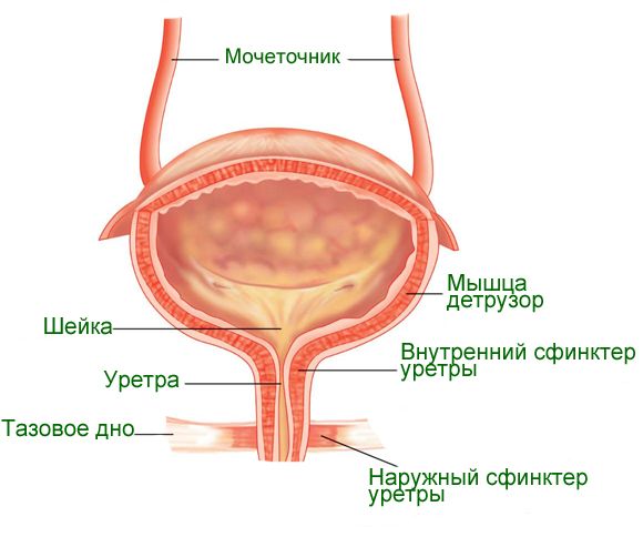 Мочевой пузырь человека, строение и болезни мочевого пузыря