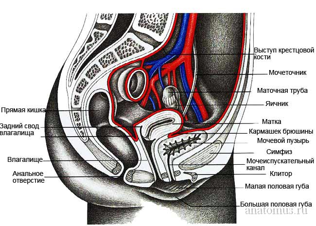 Задний свод матки. Анатомия органов малого таза. Анатомия женских органов малого таза. Малый таз анатомия органы. Строение органов малого таза у женщин схема.